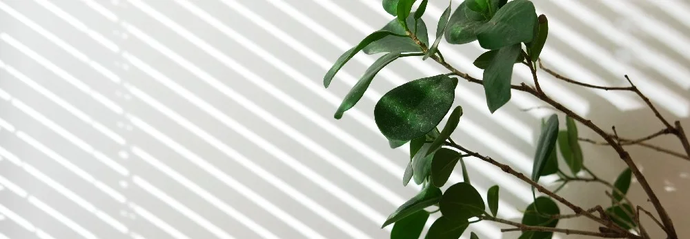 Grünpflanze an einem sonnigen Fenster
